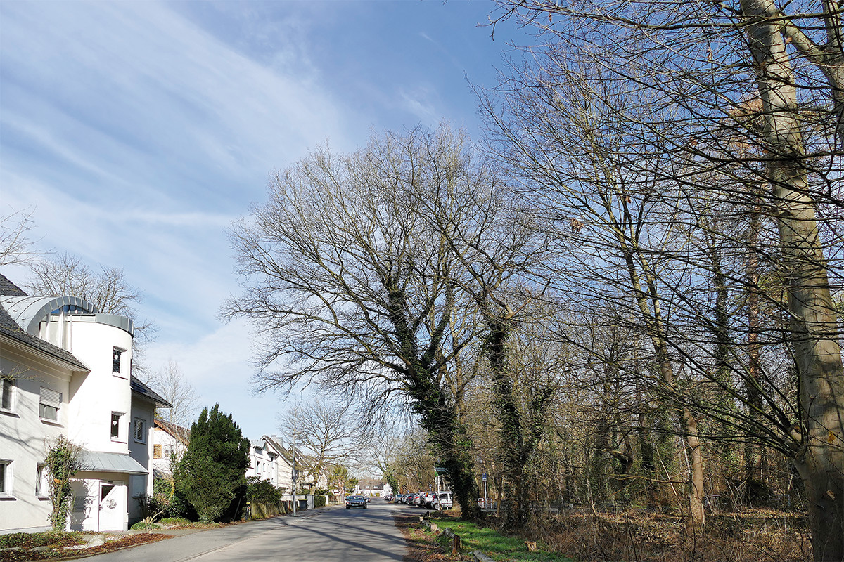 Bild einer Straße in ruhigem Wohngebiet mit Waldstück