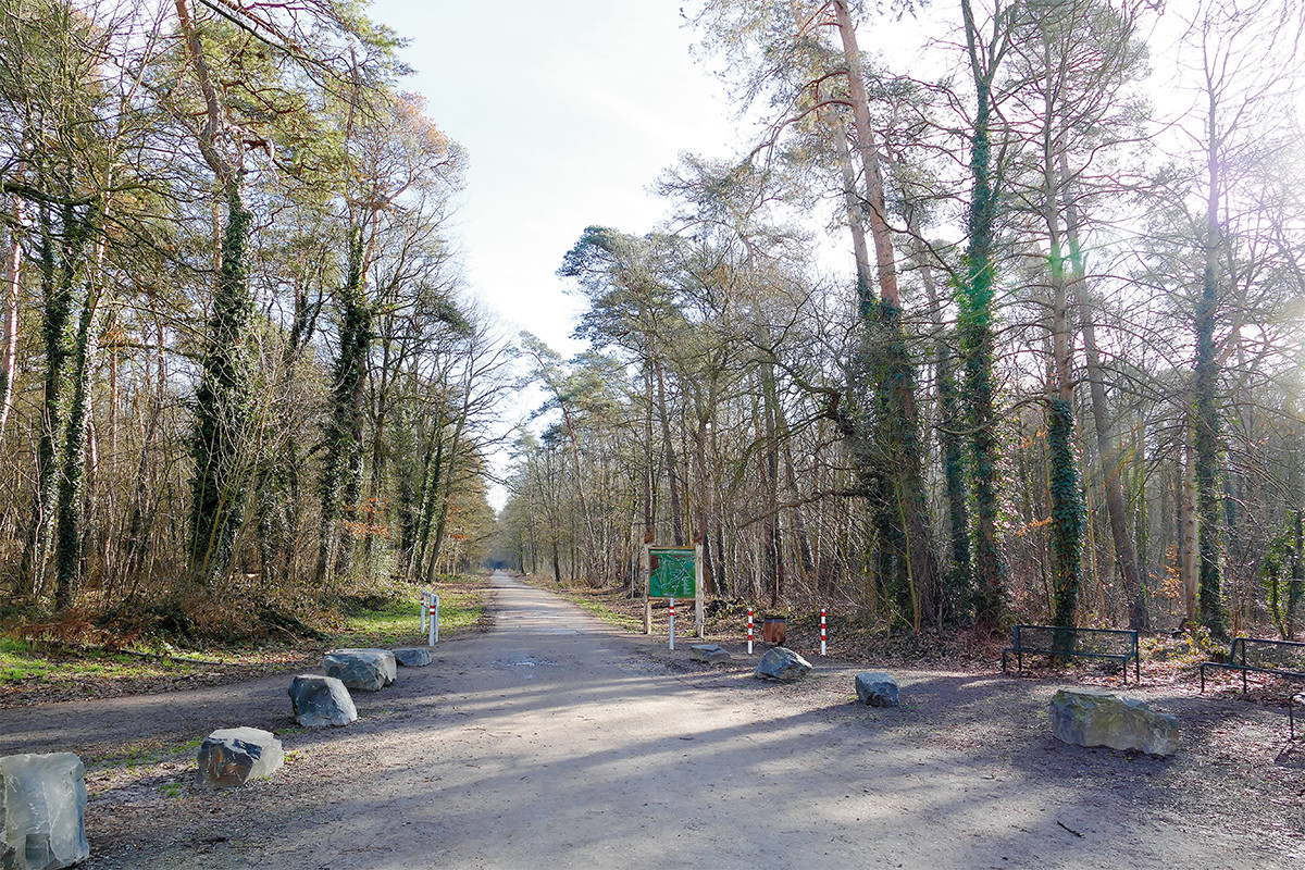 Straße durch einen Wald