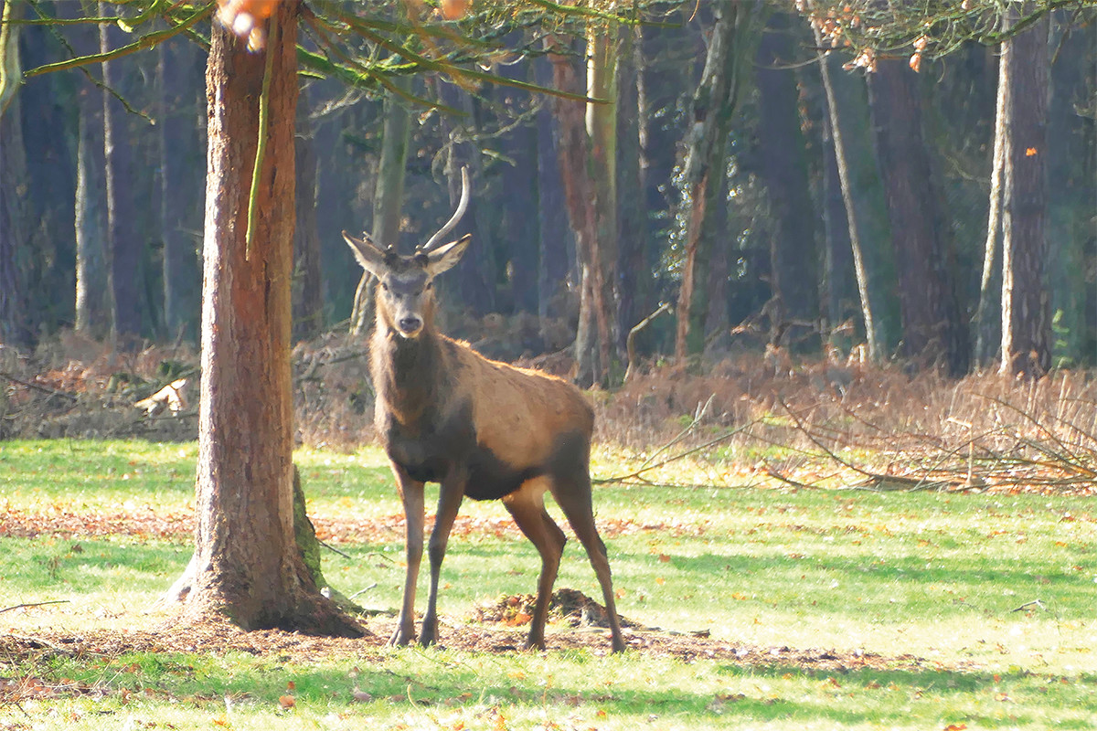 Hirsch steht unter einem Baum