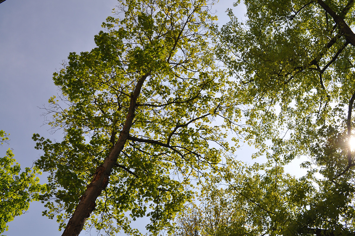 Blick von unten in Baumkronen